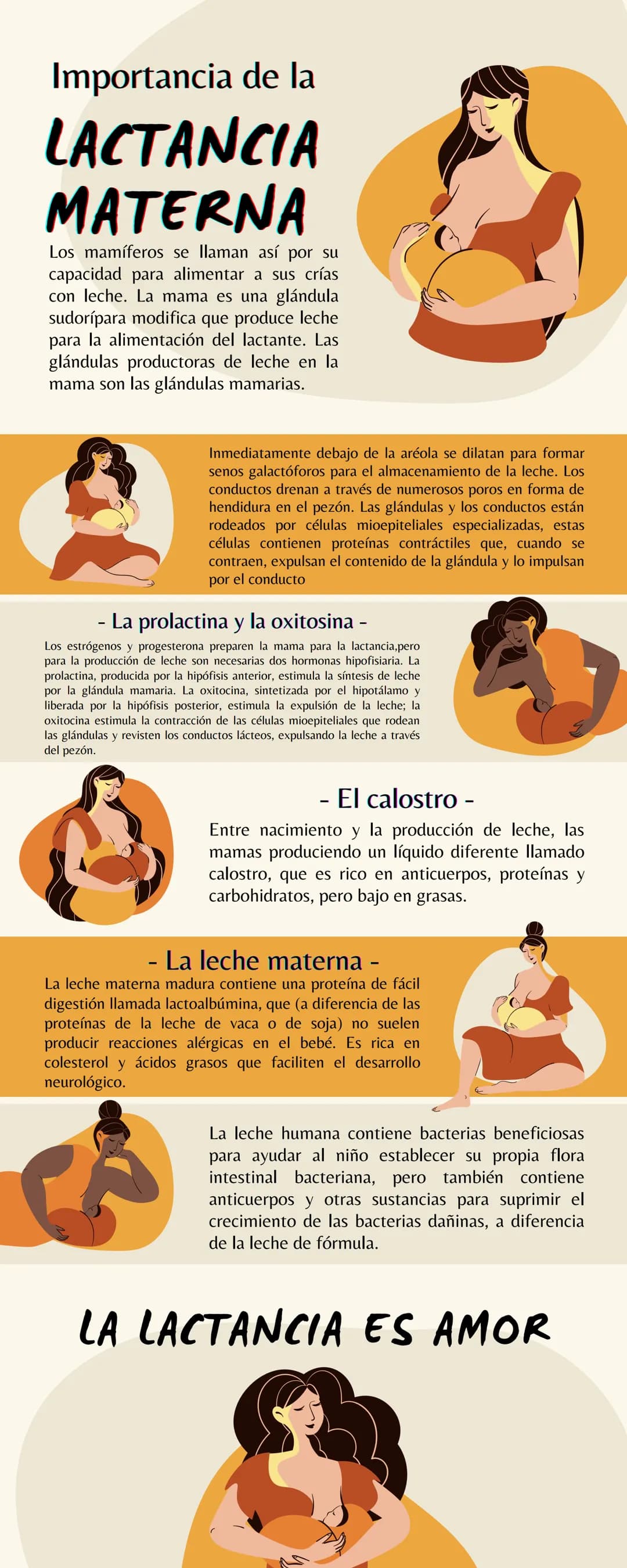Importancia de la
LACTANCIA
MATERNA
Los mamíferos se llaman así por su
capacidad para alimentar a sus crías
con leche. La mama es una glándu