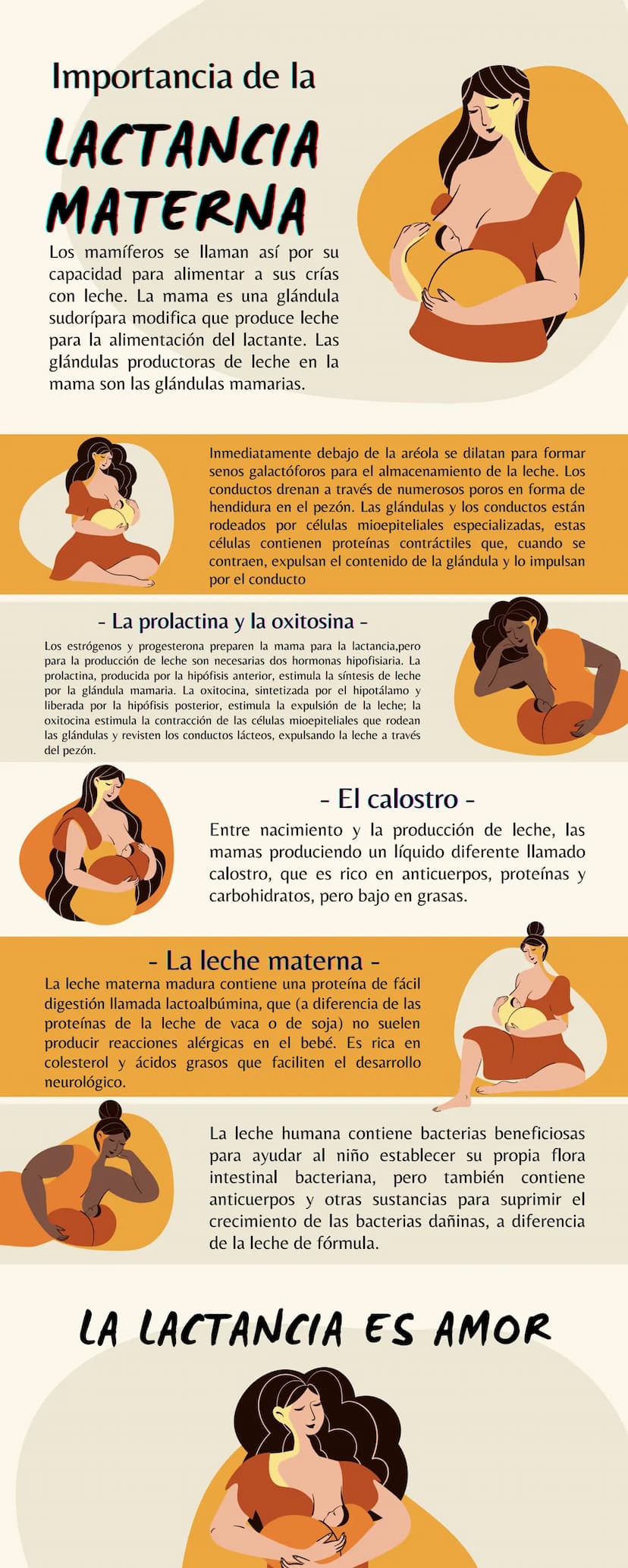 Importancia de la
LACTANCIA
MATERNA
Los mamíferos se llaman así por su
capacidad para alimentar a sus crías
con leche. La mama es una glándu