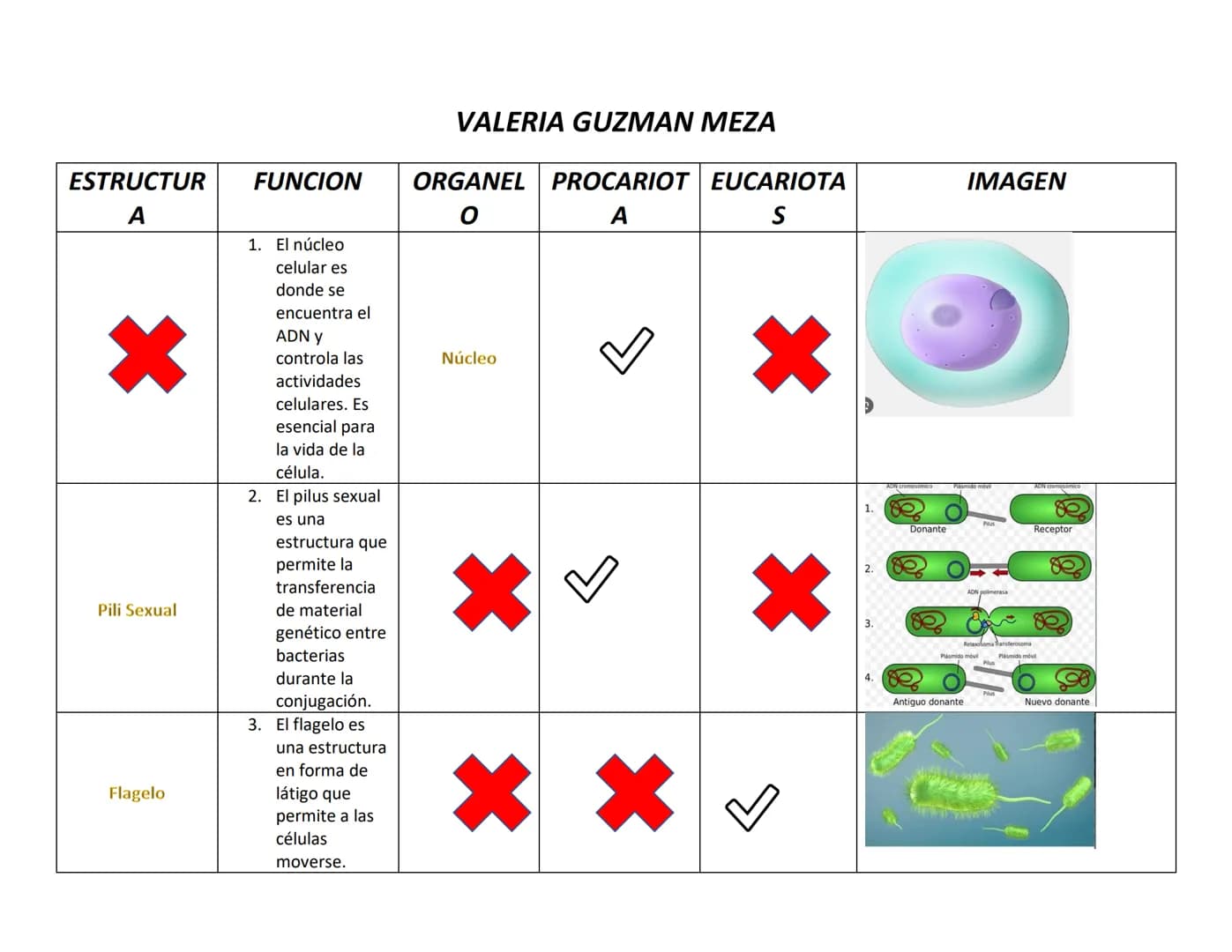 VALERIA GUZMAN MEZA
FUNCION
ORGANEL
PROCARIOT EUCARIOTA
IMAGEN
O
A
S
ESTRUCTUR
A
1. El núcleo
celular es
donde se
encuentra el
Pili Sexual
F