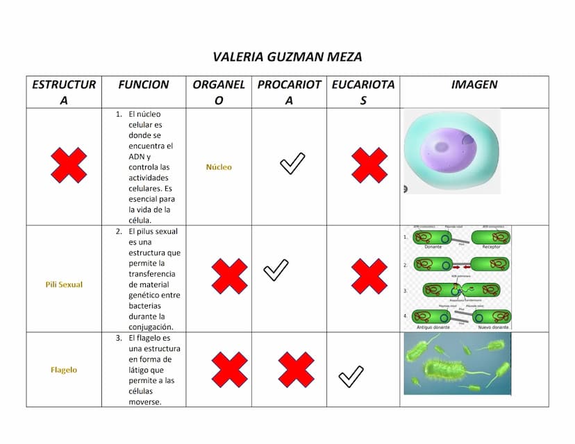 VALERIA GUZMAN MEZA
FUNCION
ORGANEL
PROCARIOT EUCARIOTA
IMAGEN
O
A
S
ESTRUCTUR
A
1. El núcleo
celular es
donde se
encuentra el
Pili Sexual
F