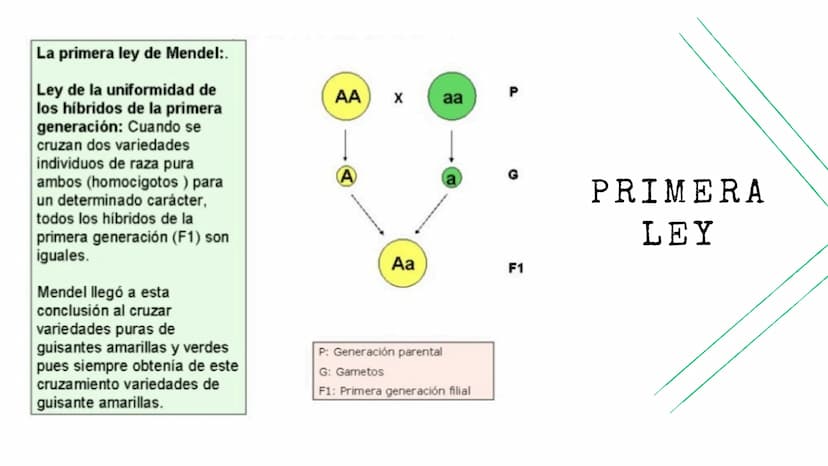 BIOLOGÍA
Leyes de
Mendel La primera ley de Mendel:.
Ley de la uniformidad de
los híbridos de la primera
generación: Cuando se
cruzan dos var