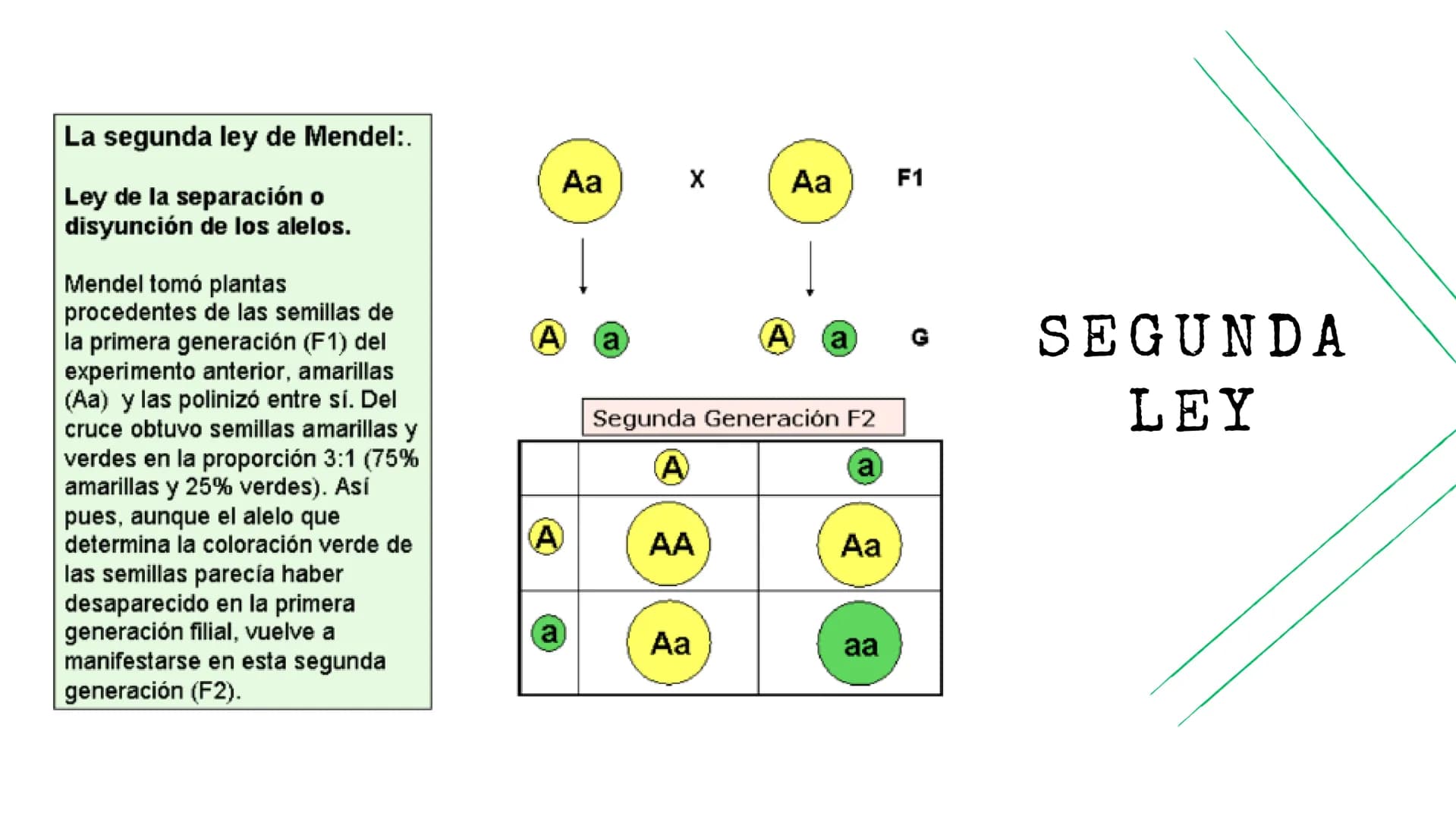 BIOLOGÍA
Leyes de
Mendel La primera ley de Mendel:.
Ley de la uniformidad de
los híbridos de la primera
generación: Cuando se
cruzan dos var