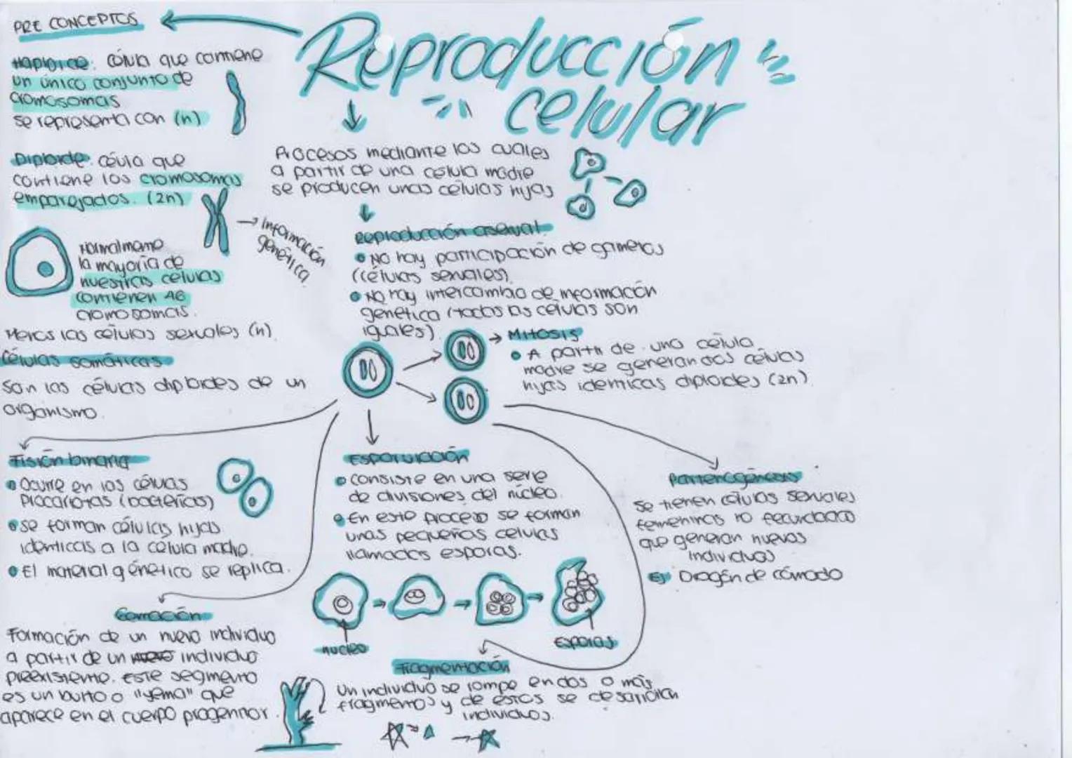 PRE CONCEPTOS

Haplore CONKI que contiene
un unico conjunto de
cromosomas
se representa con (n)

Diploide coula que
contiene 103 стомахото
e