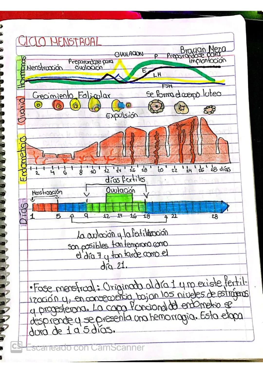 Ciclo menstrual