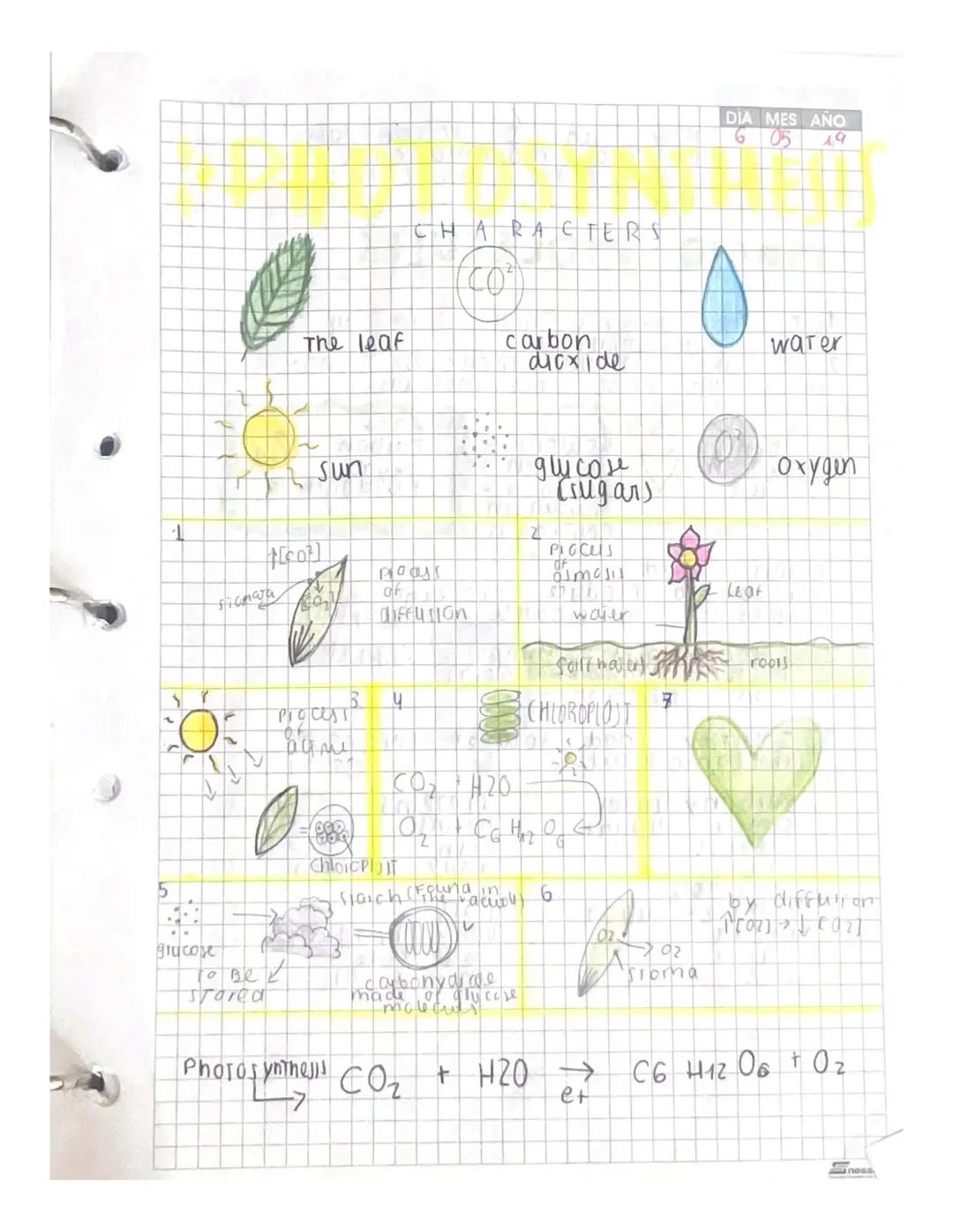 T

The leaf

CHARACTERS

CO

carbon
dioxide

[007]
ficmara

sun

дисон
(sugar)

DIA MES AÑO
605
19

2

noass
of
PIOCUS
imali

Lear

water

7