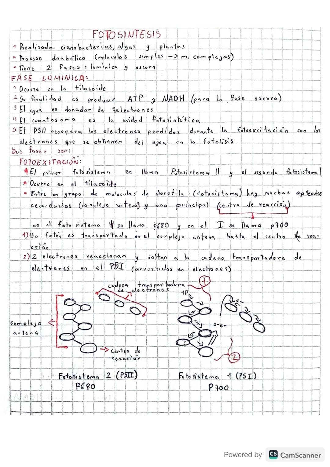 # FOTOSINTESIS

• Realizado: cianobacterias, algas y plantas.

"Proceso dnabólico (moleculas simples -> m. complejas)

• Tiene 2 Fases: lumi