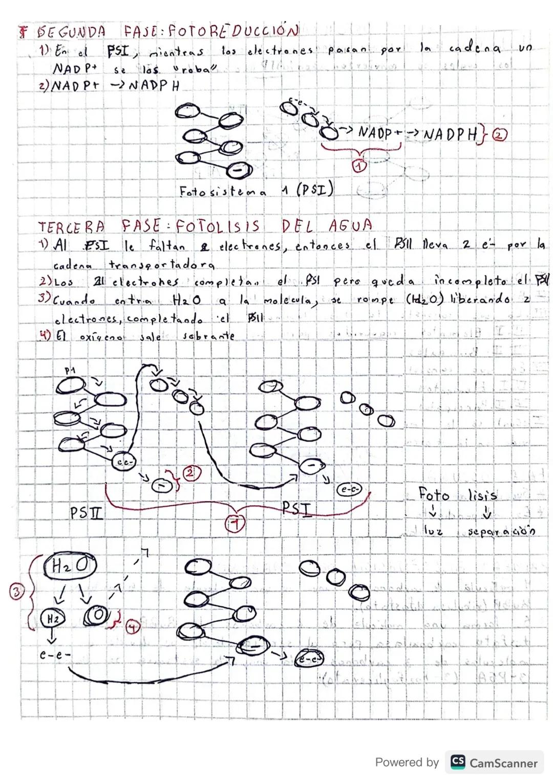 # FOTOSINTESIS

• Realizado: cianobacterias, algas y plantas.

"Proceso dnabólico (moleculas simples -> m. complejas)

• Tiene 2 Fases: lumi