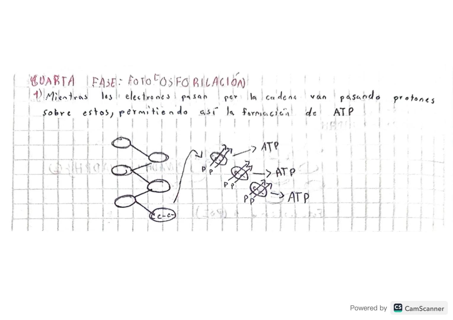# FOTOSINTESIS

• Realizado: cianobacterias, algas y plantas.

"Proceso dnabólico (moleculas simples -> m. complejas)

• Tiene 2 Fases: lumi