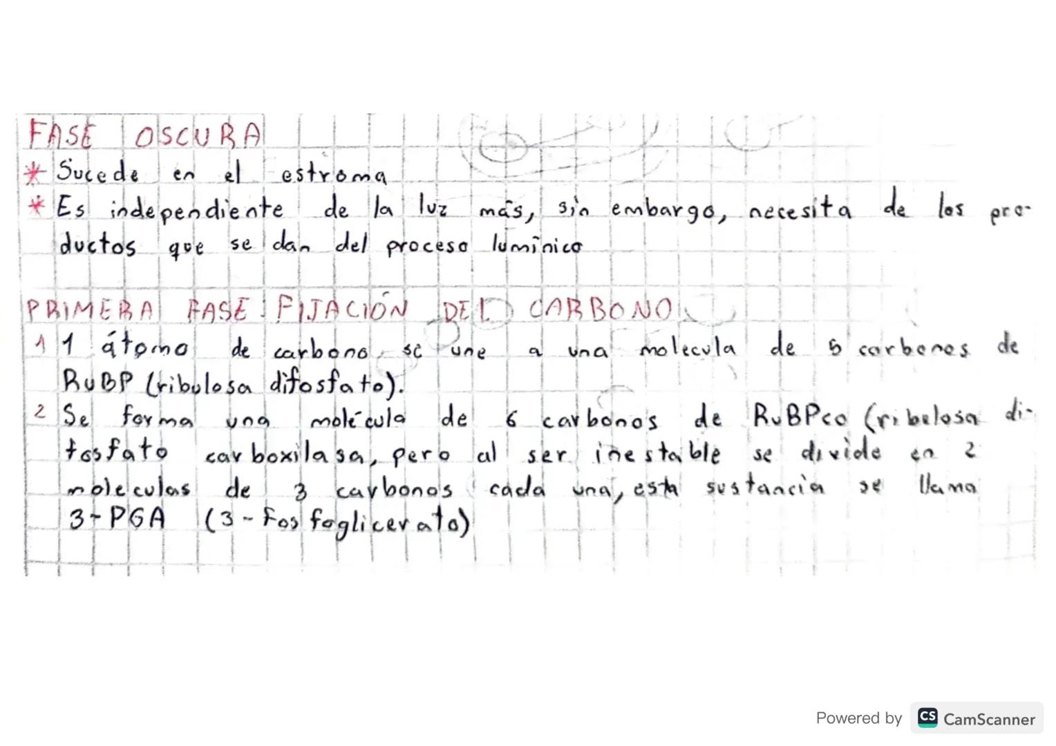 # FOTOSINTESIS

• Realizado: cianobacterias, algas y plantas.

"Proceso dnabólico (moleculas simples -> m. complejas)

• Tiene 2 Fases: lumi