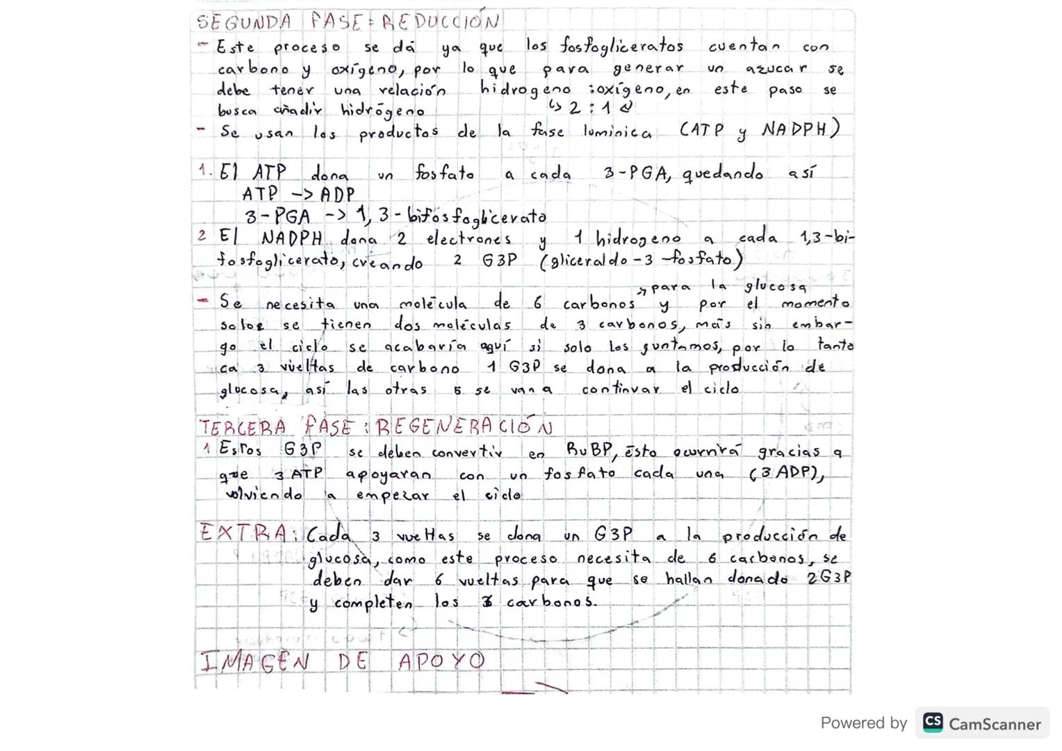 # FOTOSINTESIS

• Realizado: cianobacterias, algas y plantas.

"Proceso dnabólico (moleculas simples -> m. complejas)

• Tiene 2 Fases: lumi