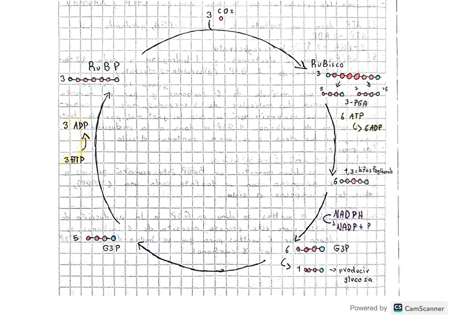 # FOTOSINTESIS

• Realizado: cianobacterias, algas y plantas.

"Proceso dnabólico (moleculas simples -> m. complejas)

• Tiene 2 Fases: lumi