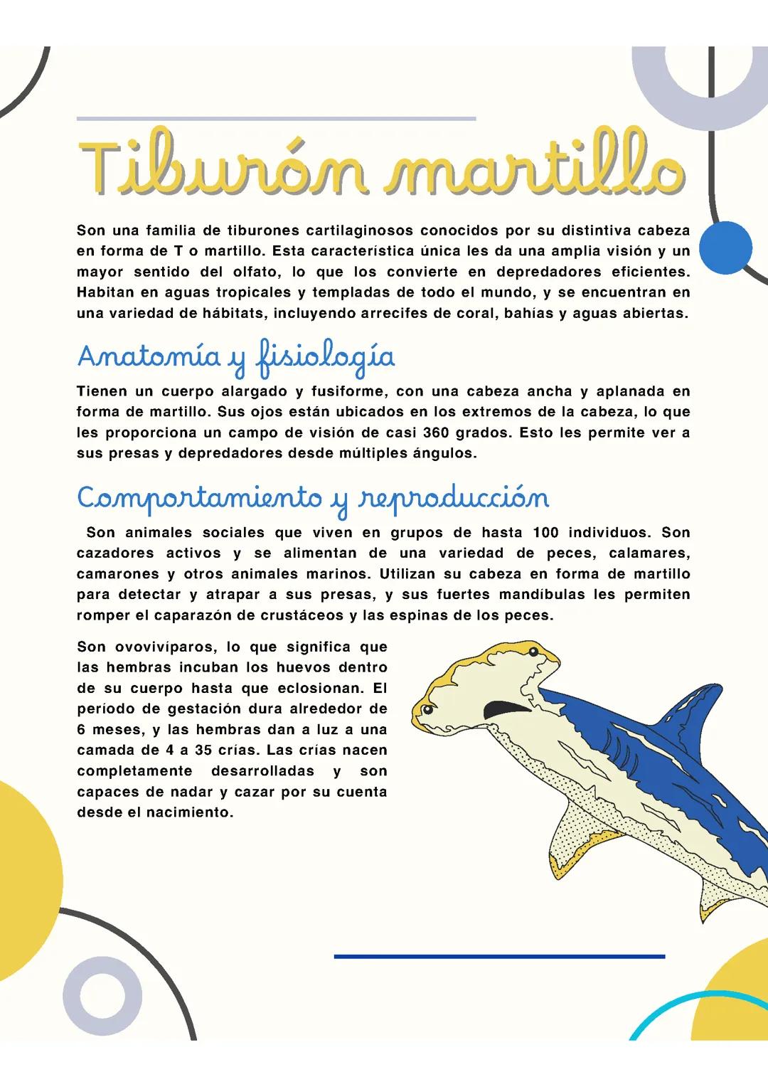 El Fascinante Tiburón Martillo: Todo sobre esta Especie