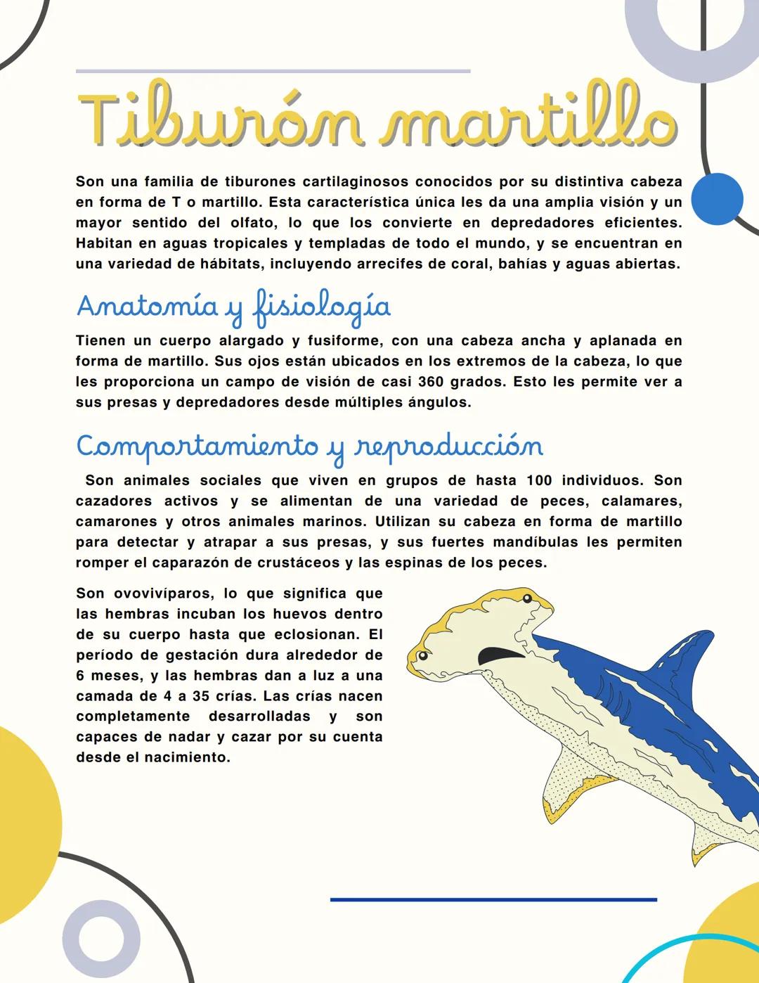 Tiburón martillo
Son una familia de tiburones cartilaginosos conocidos por su distintiva cabeza
en forma de T o martillo. Esta característic