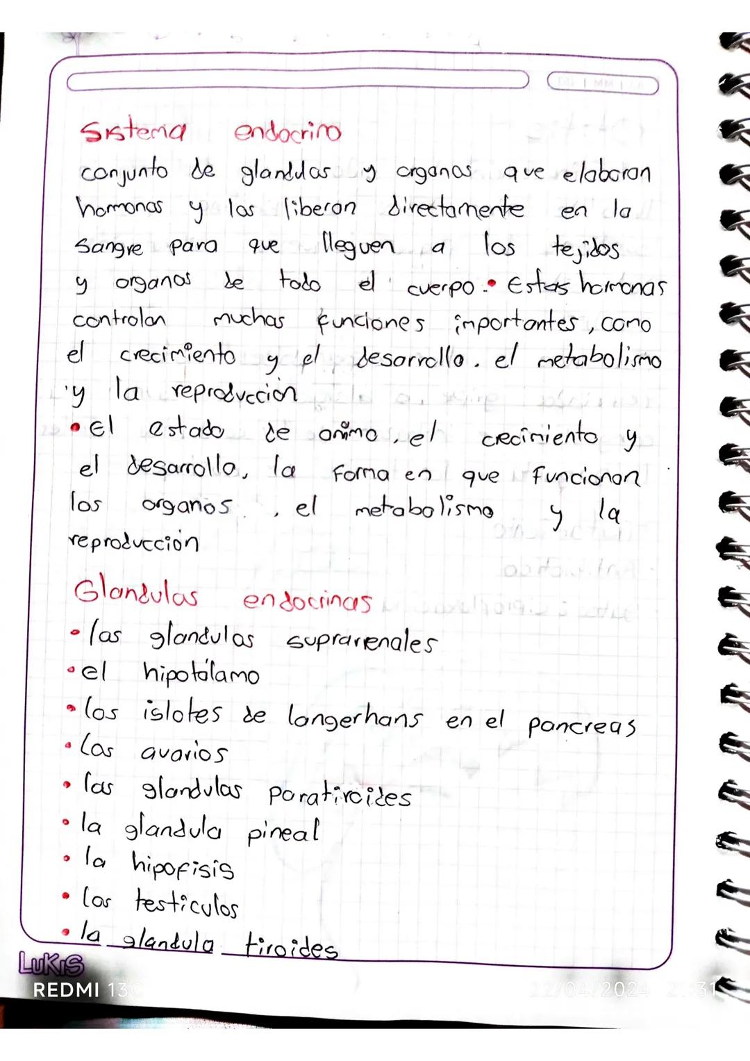 Sistema endocrino 