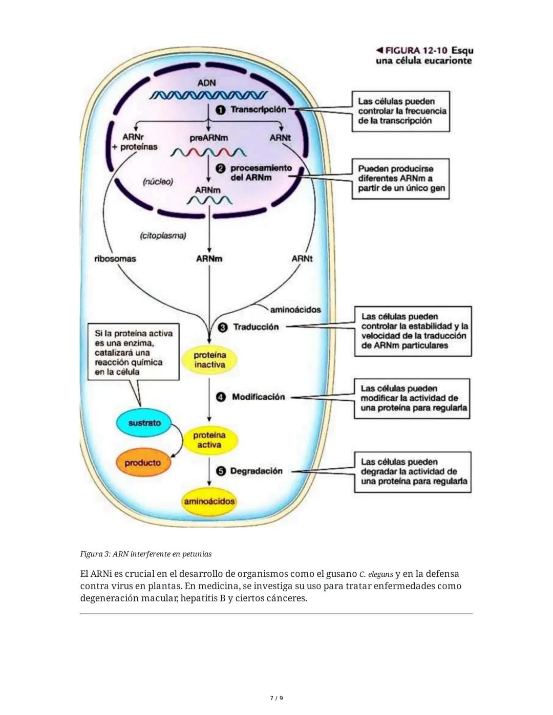 Mutaciones y Regulación Génica
1. Sustituciones de Nucleótidos y sus Efectos en la Hemoglobina
Una sustitución de nucleótidos (mutación punt