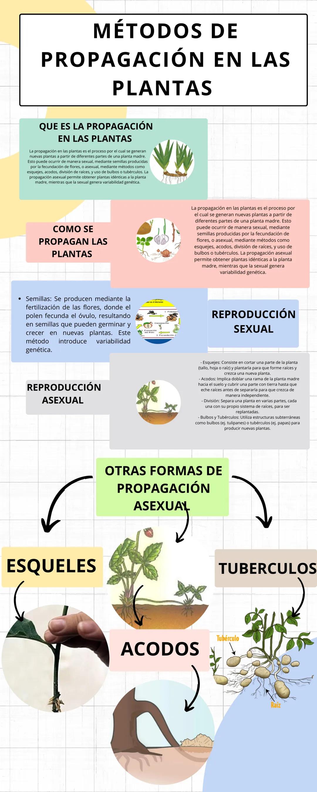MÉTODOS DE
PROPAGACIÓN EN LAS
PLANTAS
QUE ES LA PROPAGACIÓN
EN LAS PLANTAS
La propagación en las plantas es el proceso por el cual se genera