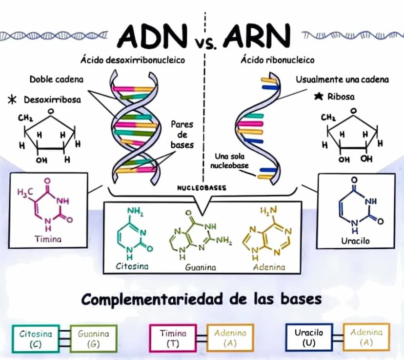 ∞
Doble cadena
*Desoxirribosa
CH₂
H
H
OH
H
H
ADN vs. ARN
Ácido desoxirribonucleico
MIC
Pares
de
bases |
Ácido ribonucleico
Usualmente una ca