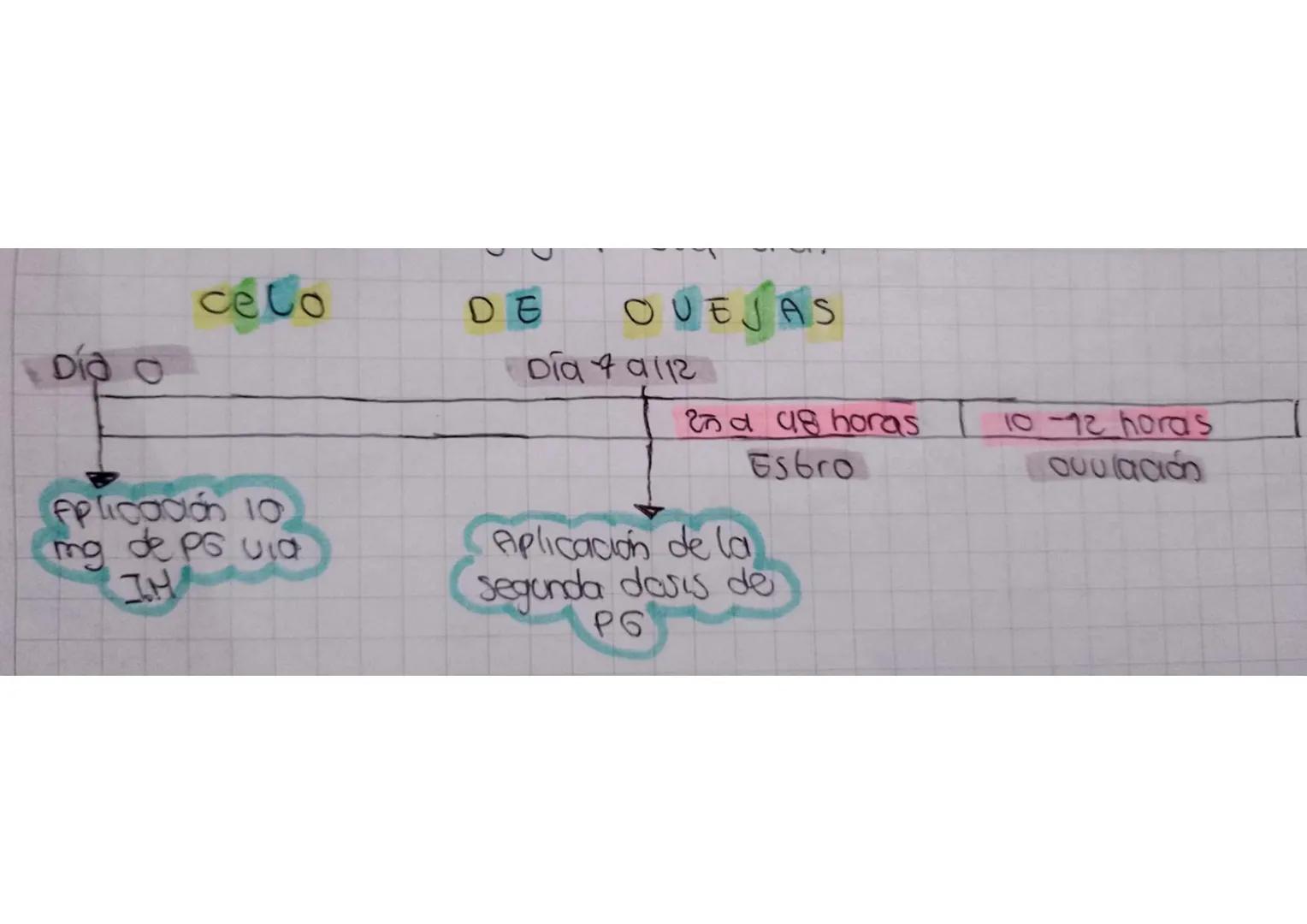 BOUT COS
* Probocolos de superovulación y Sincronización*
El Cido estral en el bovino se caradbenza por la prosencia de 2-3 and
Folkcolares,