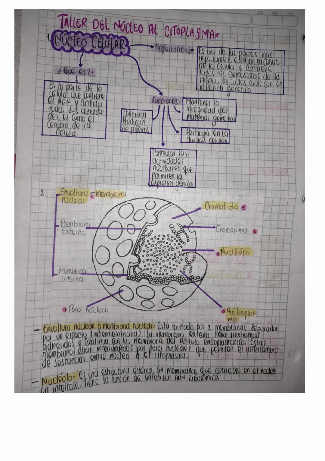 Taller del núcleo al citoplasma