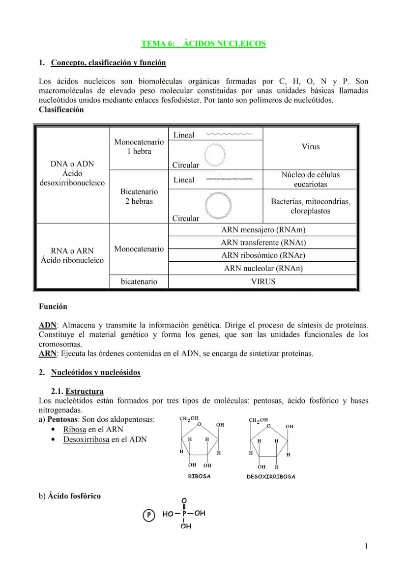 TEMA 6: ÁCIDOS NUCLEICOS
1. Concepto, clasificación y función
Los ácidos nucleicos son biomoléculas orgánicas formadas por C, H, O, N y P. S