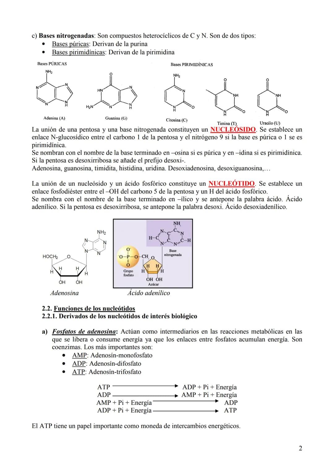 TEMA 6: ÁCIDOS NUCLEICOS
1. Concepto, clasificación y función
Los ácidos nucleicos son biomoléculas orgánicas formadas por C, H, O, N y P. S