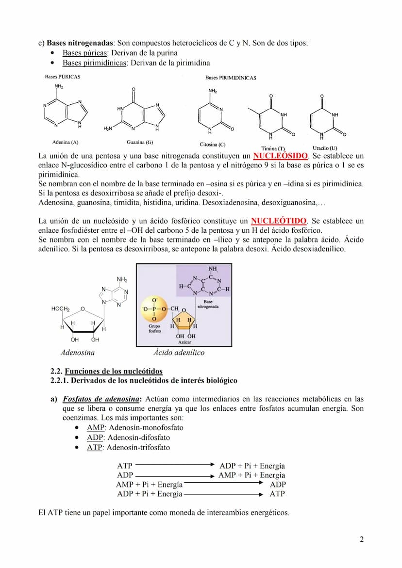 TEMA 6: ÁCIDOS NUCLEICOS
1. Concepto, clasificación y función
Los ácidos nucleicos son biomoléculas orgánicas formadas por C, H, O, N y P. S