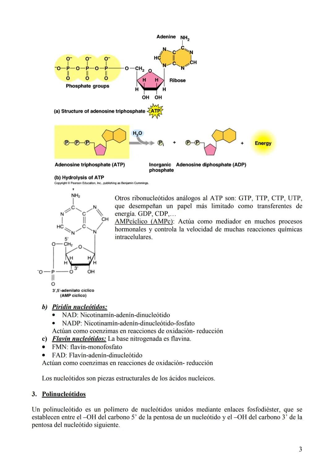 TEMA 6: ÁCIDOS NUCLEICOS
1. Concepto, clasificación y función
Los ácidos nucleicos son biomoléculas orgánicas formadas por C, H, O, N y P. S