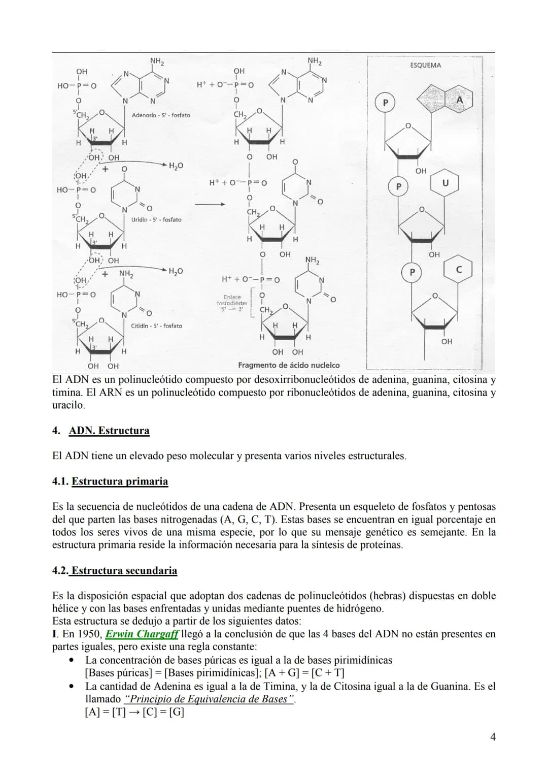 TEMA 6: ÁCIDOS NUCLEICOS
1. Concepto, clasificación y función
Los ácidos nucleicos son biomoléculas orgánicas formadas por C, H, O, N y P. S