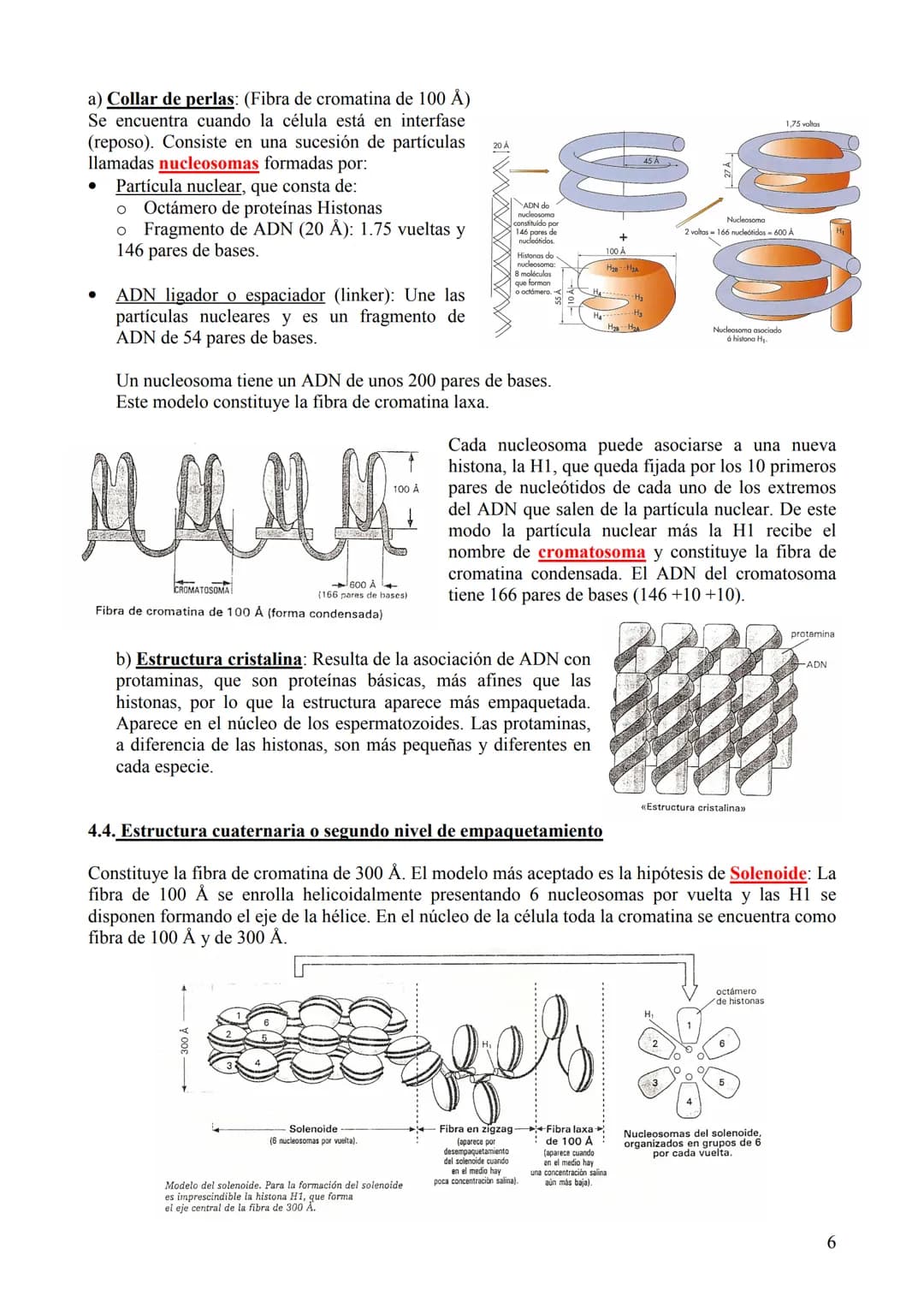 TEMA 6: ÁCIDOS NUCLEICOS
1. Concepto, clasificación y función
Los ácidos nucleicos son biomoléculas orgánicas formadas por C, H, O, N y P. S