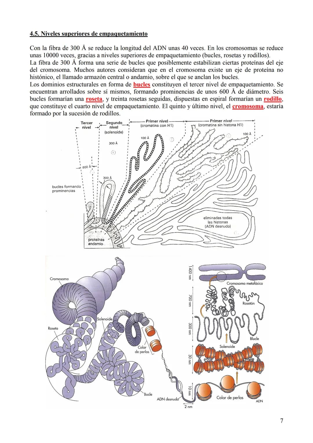 TEMA 6: ÁCIDOS NUCLEICOS
1. Concepto, clasificación y función
Los ácidos nucleicos son biomoléculas orgánicas formadas por C, H, O, N y P. S