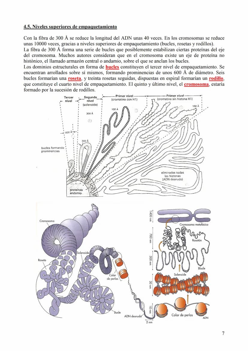 TEMA 6: ÁCIDOS NUCLEICOS
1. Concepto, clasificación y función
Los ácidos nucleicos son biomoléculas orgánicas formadas por C, H, O, N y P. S