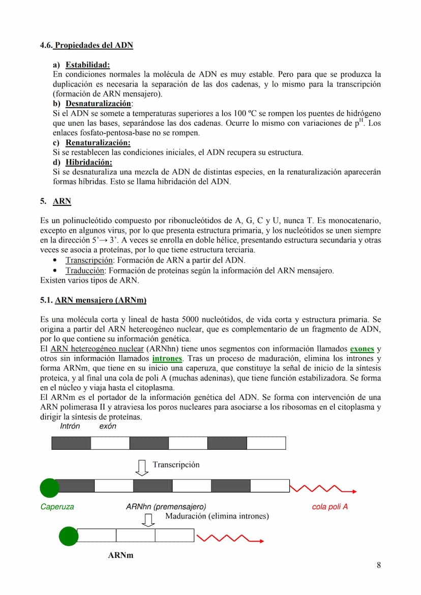TEMA 6: ÁCIDOS NUCLEICOS
1. Concepto, clasificación y función
Los ácidos nucleicos son biomoléculas orgánicas formadas por C, H, O, N y P. S