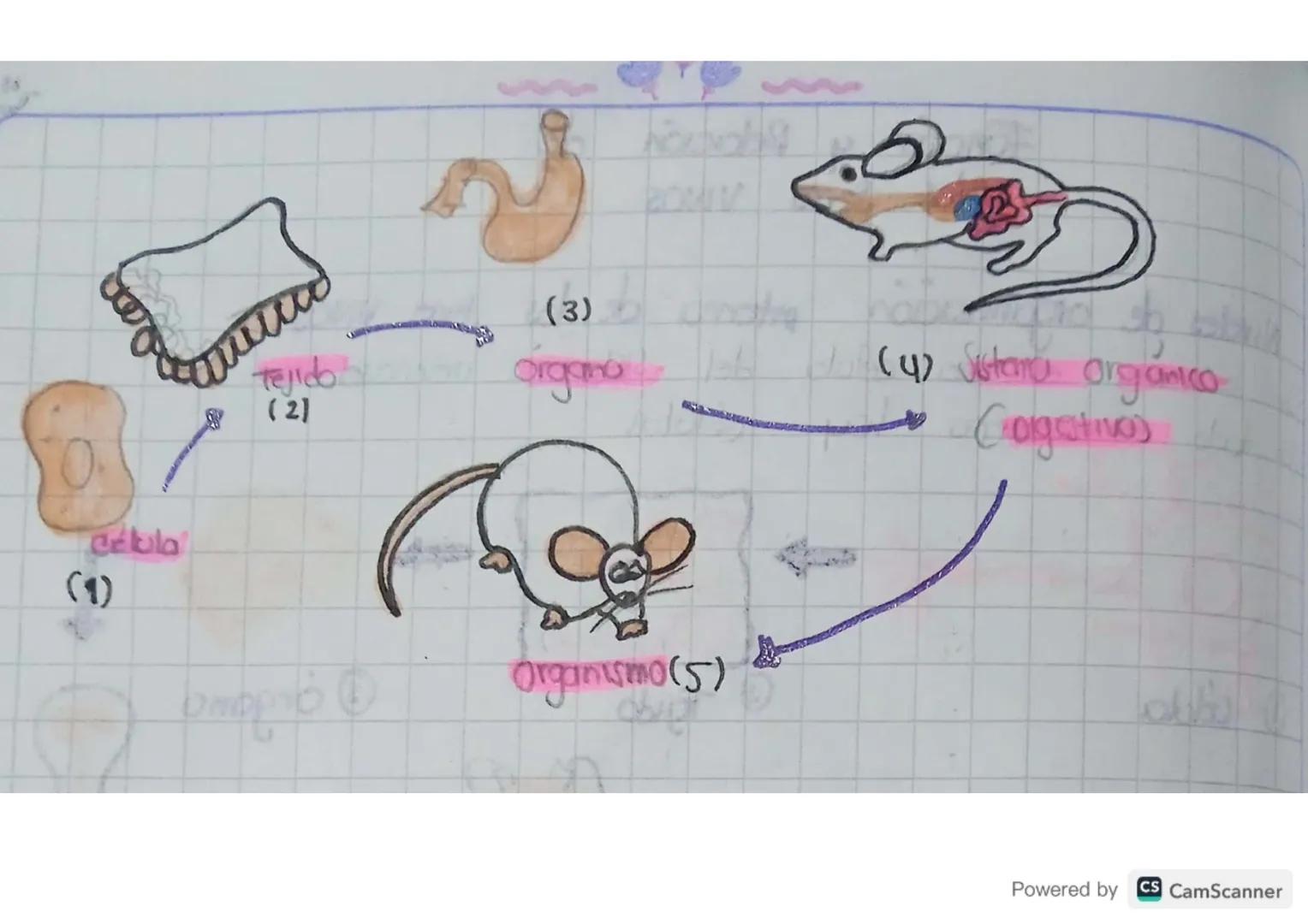 Niveles de organacción interma de los seres vivos

Cho neurona es una célula del sistema ητυνίας.
En todo el cuerpo hay células

① célla

② 