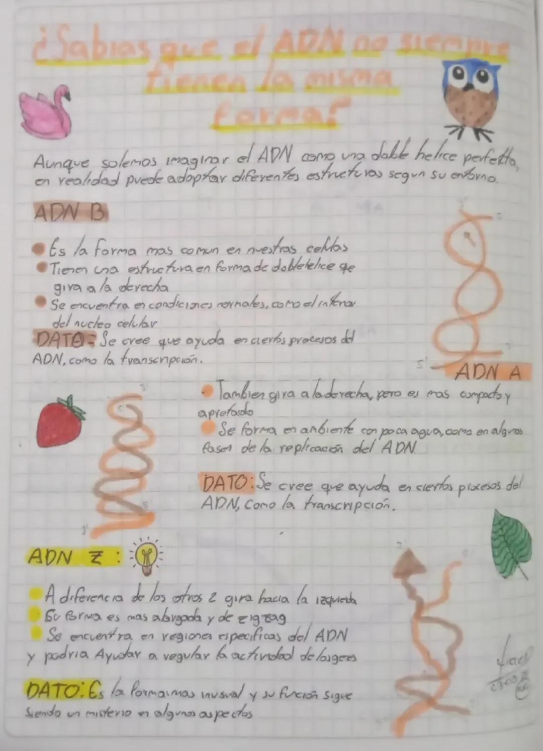 # ¿Sabias que el ADN DP SIEME

# Formar

Aunque solemos imaginar el ADN como una dable helice perfetto, en realidad puede adaptar diferentes