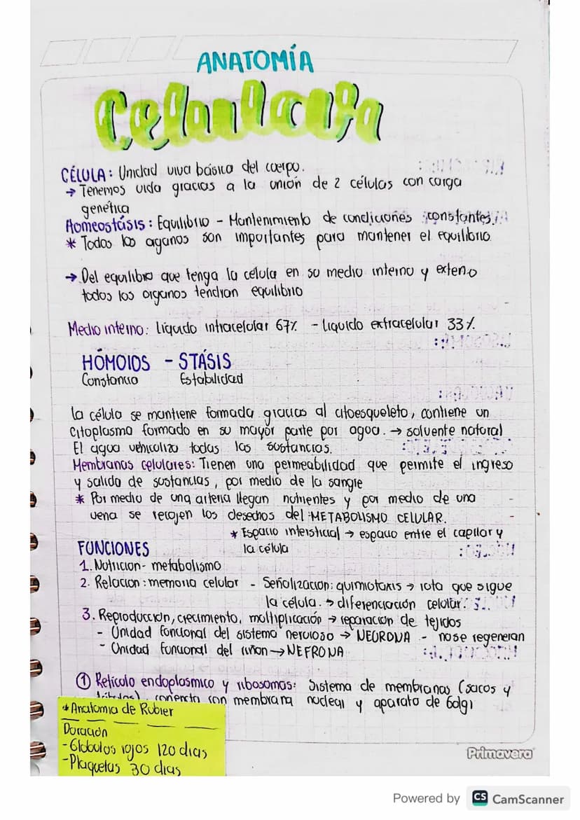 ANATOMÍA
Celicnia
CÉLULA: Unidad viva básica del cuerpo.
→Tenemos vida gracias a la union de 2 células con carga
genetica
Homeostasis: Equil