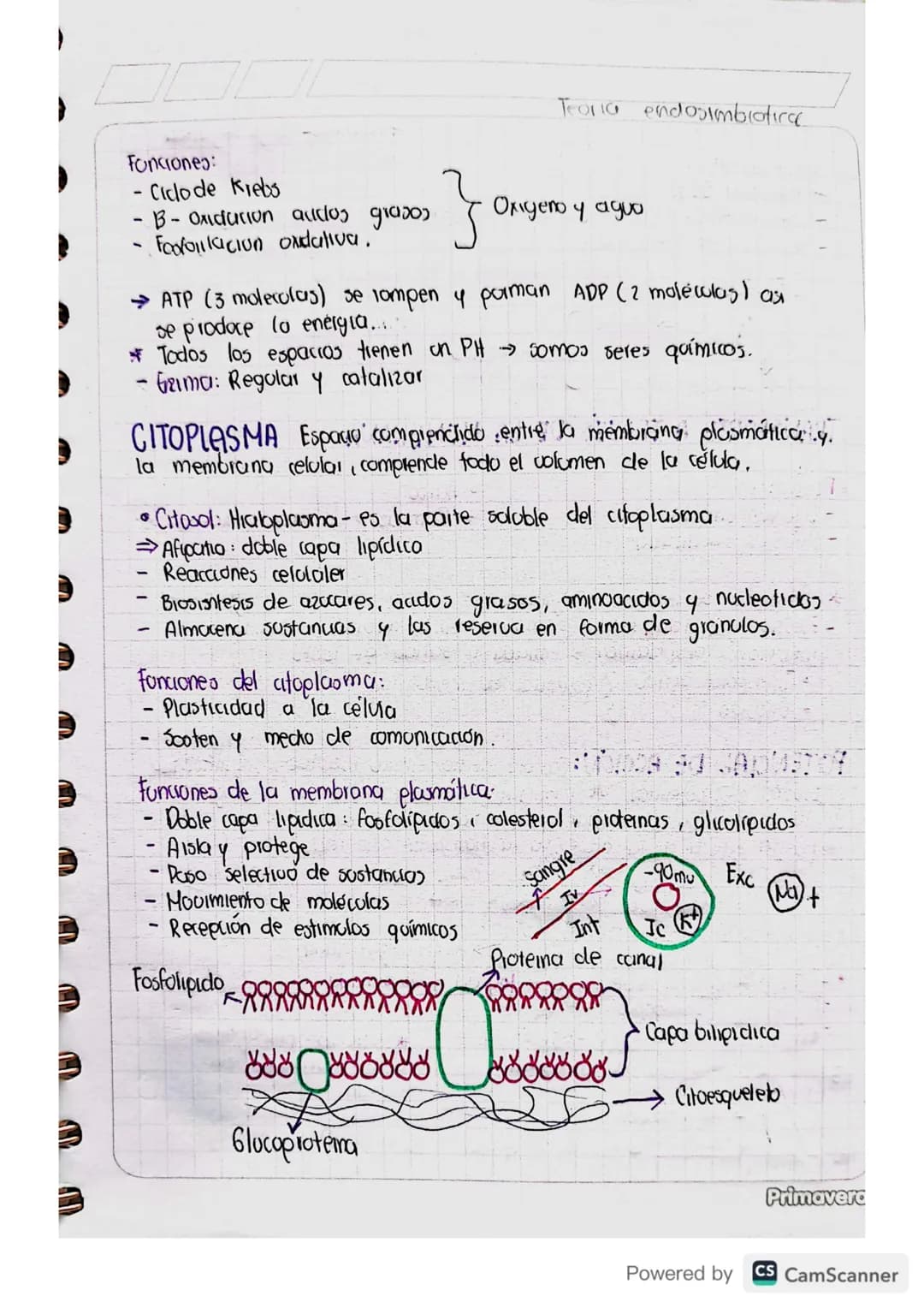 ANATOMÍA
Celicnia
CÉLULA: Unidad viva básica del cuerpo.
→Tenemos vida gracias a la union de 2 células con carga
genetica
Homeostasis: Equil
