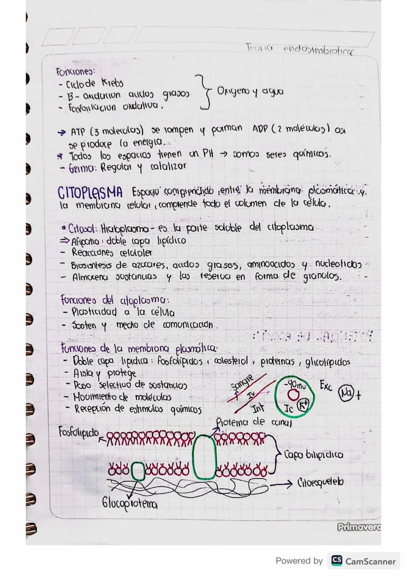 ANATOMÍA
Celicnia
CÉLULA: Unidad viva básica del cuerpo.
→Tenemos vida gracias a la union de 2 células con carga
genetica
Homeostasis: Equil