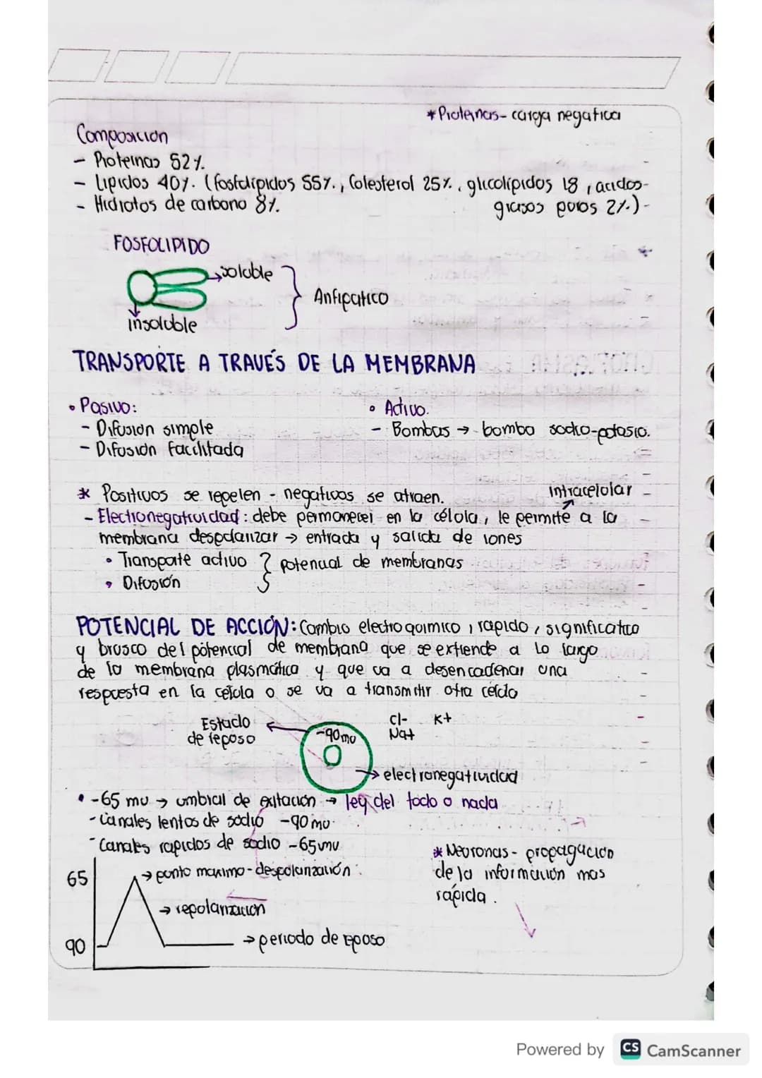ANATOMÍA
Celicnia
CÉLULA: Unidad viva básica del cuerpo.
→Tenemos vida gracias a la union de 2 células con carga
genetica
Homeostasis: Equil