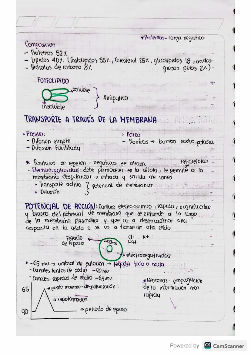 ANATOMÍA
Celicnia
CÉLULA: Unidad viva básica del cuerpo.
→Tenemos vida gracias a la union de 2 células con carga
genetica
Homeostasis: Equil