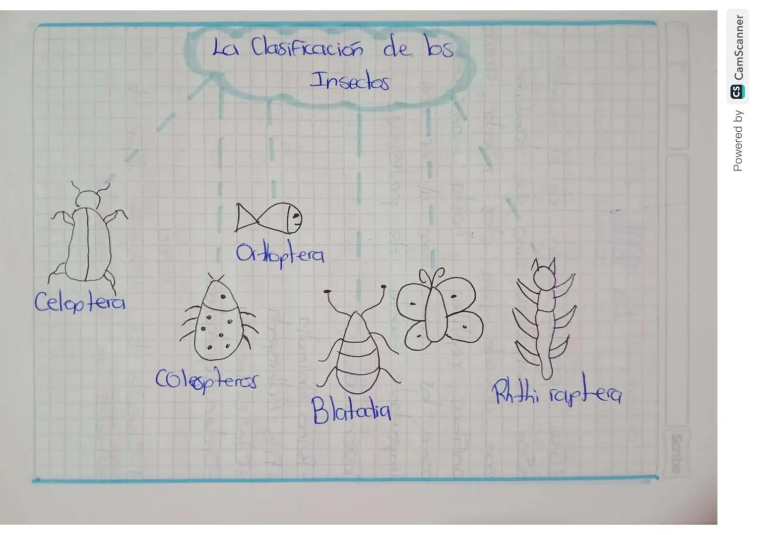 La Clasificación de bs.
Insectos
I
Orthoptera
Celoptera
Coleopteras
Ruthi raptea
Blatadia
Scribe
Powered by CS CamScanner