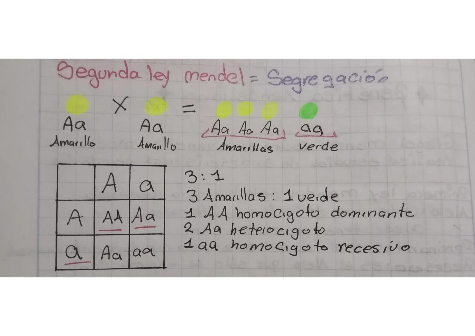 Segunda ley mendel = Segregación

Aa
Amarillo

X
Aa
Amarillo

=
Aa Aa Aa a۹۰
Amarillas verde


A
A
a

A
AA
Aa

a
Aa
aa

3:1
3 Amarillas: 1 v