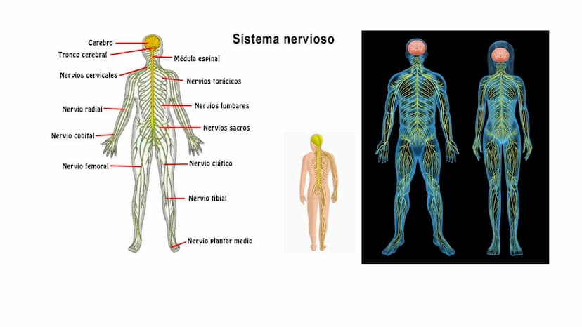 El sistema
nervioso Cerebro
Sistema nervioso
Tronco cerebral
Médula espinal
Nervios cervicales
Nervio radial
Nervio cubital-
Nervios torácic