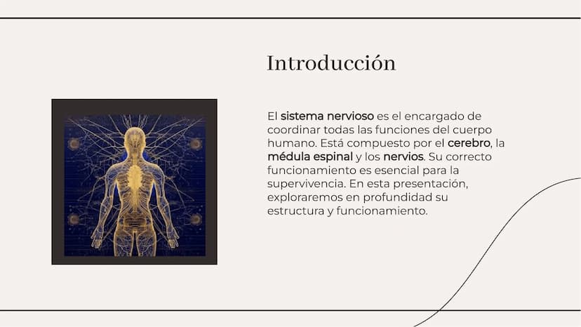 Introducción
El sistema nervioso es el encargado de
coordinar todas las funciones del cuerpo
humano. Está compuesto por el cerebro, la
médul