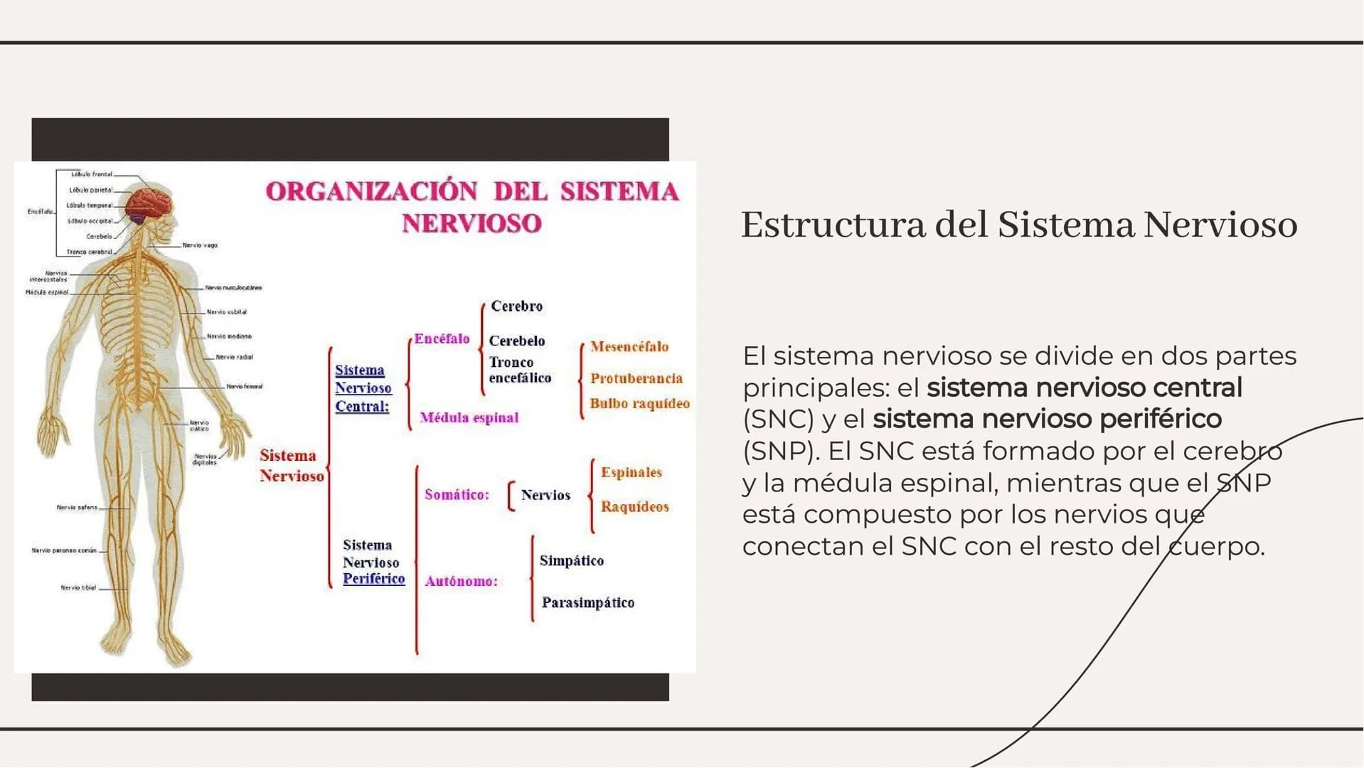 Introducción
El sistema nervioso es el encargado de
coordinar todas las funciones del cuerpo
humano. Está compuesto por el cerebro, la
médul