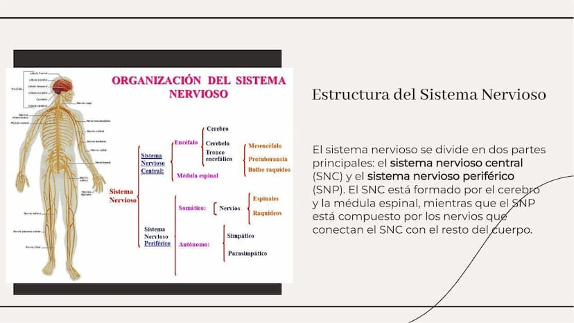Introducción
El sistema nervioso es el encargado de
coordinar todas las funciones del cuerpo
humano. Está compuesto por el cerebro, la
médul
