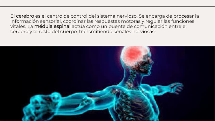 Introducción
El sistema nervioso es el encargado de
coordinar todas las funciones del cuerpo
humano. Está compuesto por el cerebro, la
médul