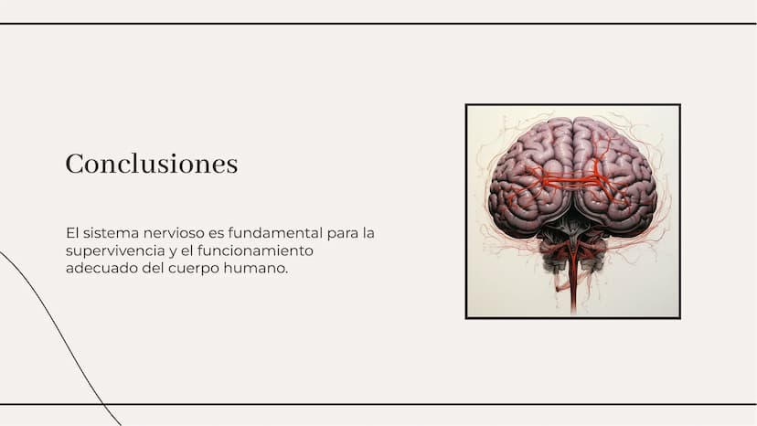Introducción
El sistema nervioso es el encargado de
coordinar todas las funciones del cuerpo
humano. Está compuesto por el cerebro, la
médul