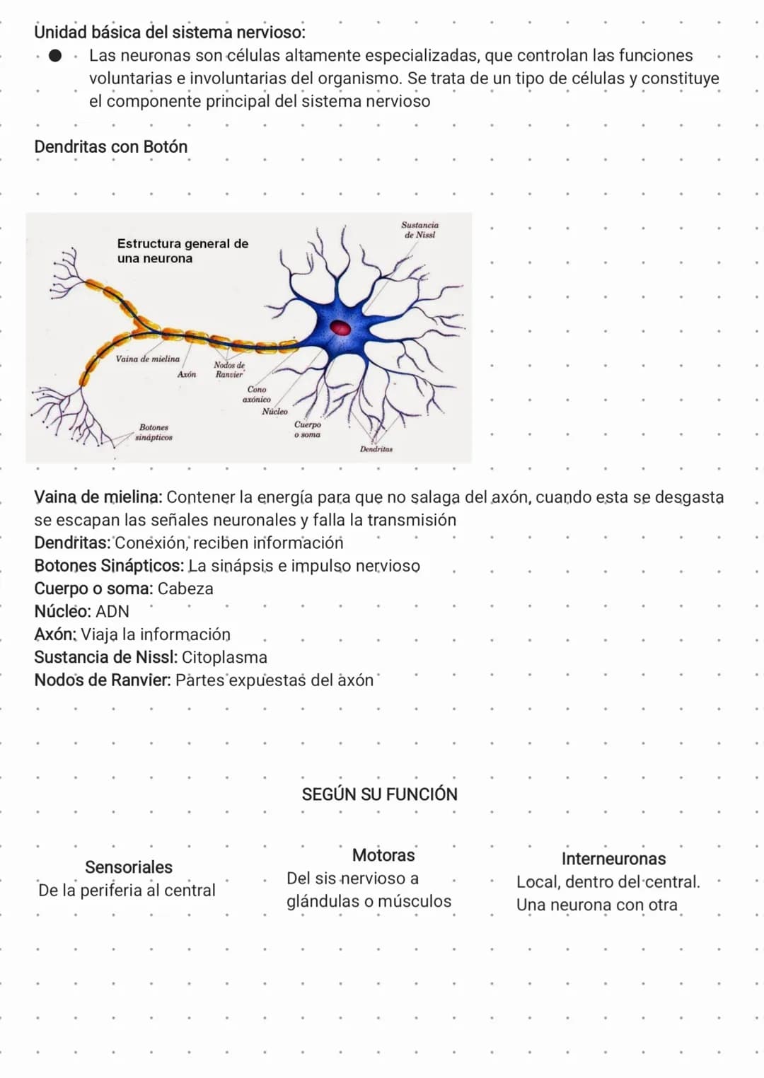 SISTEMA NERVIOSO
Uno de los sistemas más importantes y complejos del cuerpo humano. Tiene múltiples
funciones, entre ellas recibir y procesa