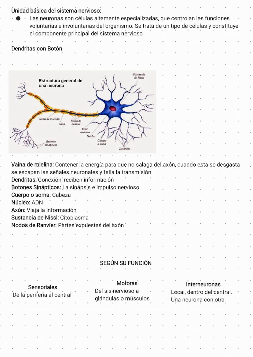 SISTEMA NERVIOSO
Uno de los sistemas más importantes y complejos del cuerpo humano. Tiene múltiples
funciones, entre ellas recibir y procesa