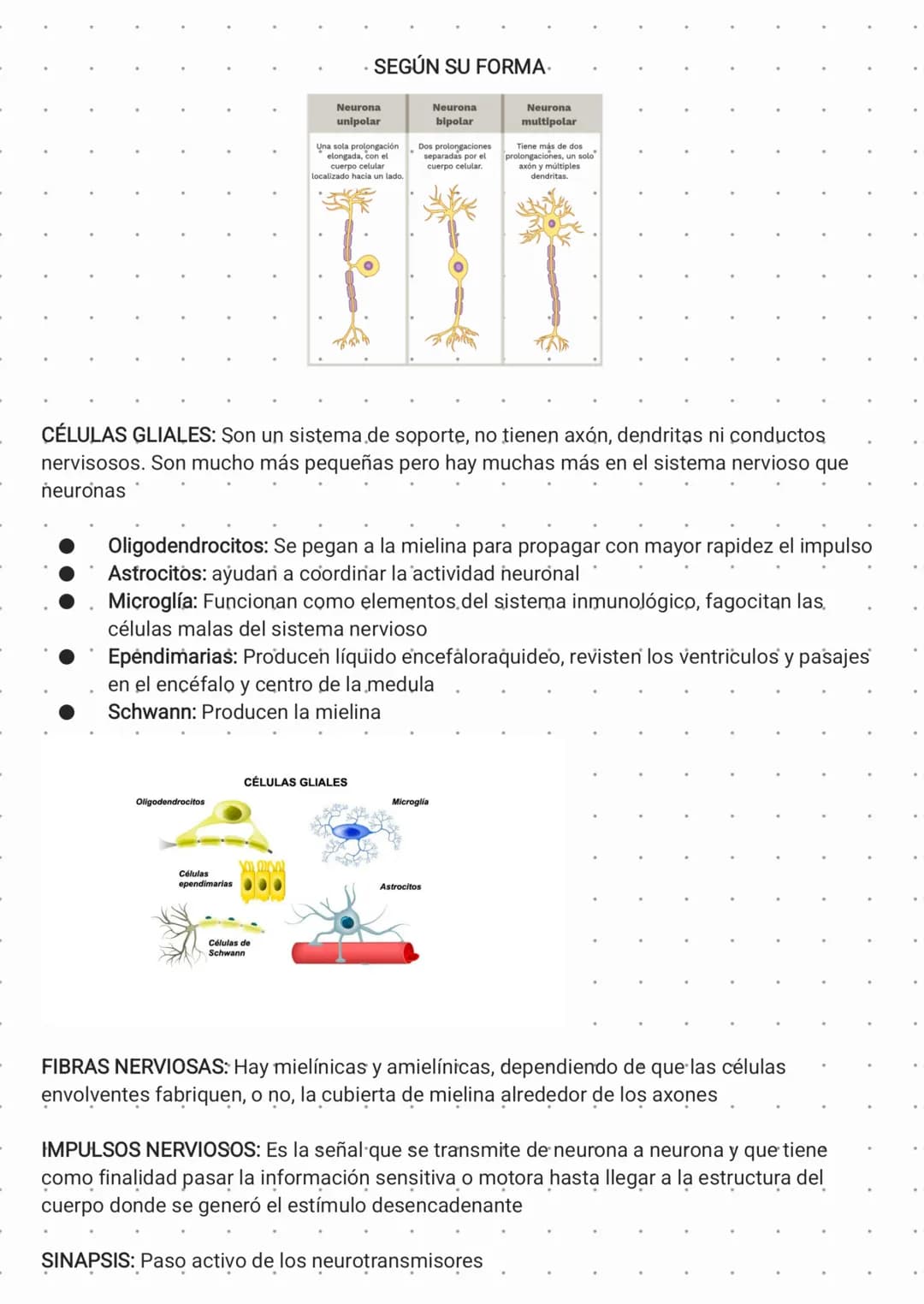 SISTEMA NERVIOSO
Uno de los sistemas más importantes y complejos del cuerpo humano. Tiene múltiples
funciones, entre ellas recibir y procesa